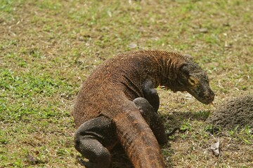 a young komodo dragon crawls in the grass while looking back