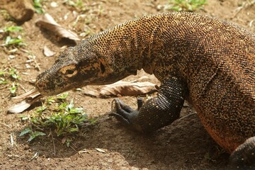a young komodo dragon crawling in the grass while looking sideways
