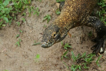 Close up of a young komodo dragon crawling on the ground while looking at the camera