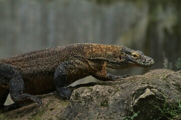 a young komodo dragon crawling on the rocks in the morning
