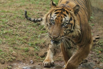 Close up of a sumatran tiger walking in the grass while looking at the camera