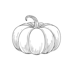 Pumpkin Line Art Illustration Thanksgiving Fall Harvest Season Design Element