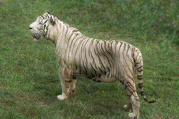 a white tiger was seen walking on the grass while observing the surroundings