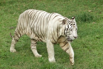 a white tiger was seen walking on the grass while observing the surroundings