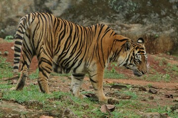 A Sumatran tiger is seen walking in the grass while observing its surroundings.
