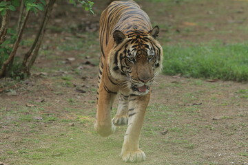 A Sumatran tiger is seen walking in the grass while observing its surroundings.