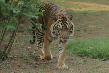 A Sumatran tiger is seen walking in the grass while observing its surroundings.