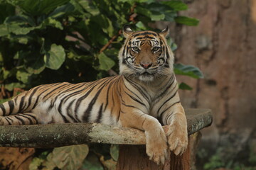 A sumatran tiger is seen lying quietly on the floor in the morning.