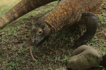 a young komodo dragon crawls in the grass while looking ahead