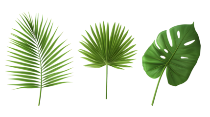 Set of tropical green palm leaf on a white or transparent background