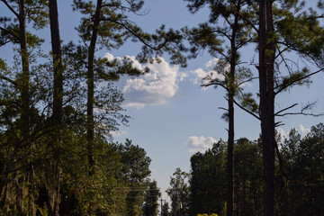 White and grey clouds floating in a blue summer sky!