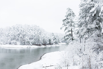 winter forest in the snow