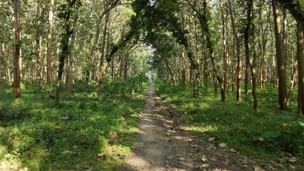 Scenic path through a dense green forest with tall trees and abundant foliage
