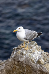 Italy. Pozzuoli. Seagull on a rock.