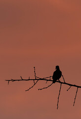 birds in the sunset © Diego
