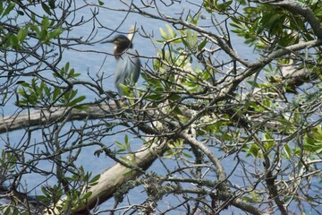 Huntington Beach State Park
