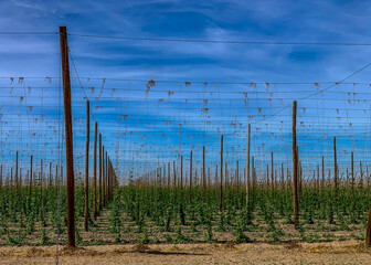 Hop yard with young hop plants climbing the wire guidelines