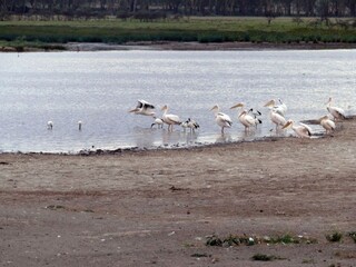 Pelicans and spoonbills gathering in shallow waters of Lake Nakuru, Kenya, foraging among lush wetland vegetation