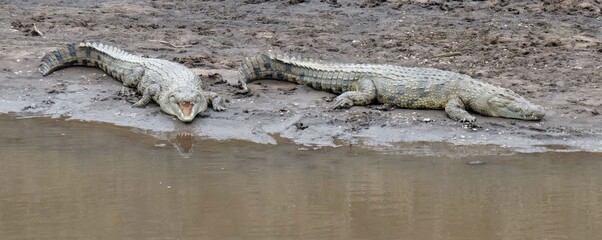 Two nile crocodiles resting on river bank in africa