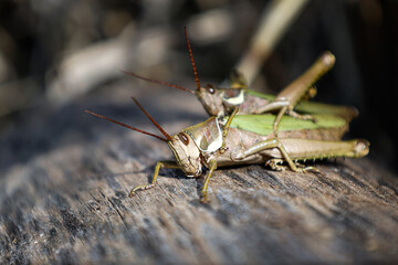 Reproductive couple of green grasshoppers locust insects (Coryacris angustipennis) standing on a log in Buenos Aires, Argentina.