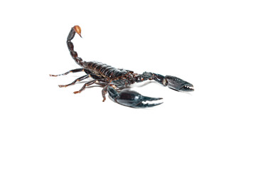 Black giant asian scorpion isolated on a white background. (Heterometrus spinifer)