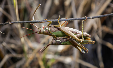 Reproductive couple of green grasshoppers locust insects (Coryacris angustipennis) standing on a log in Buenos Aires, Argentina.