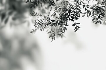 Monochrome tree leaves, outdoor, sunlight, blurred background, nature design
