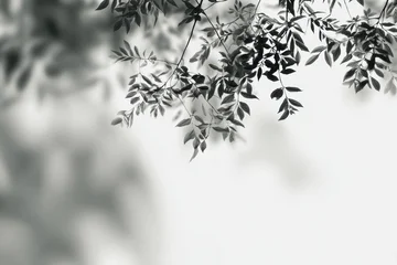 Foto auf Acrylglas Hotel Monochrome tree leaves, outdoor, sunlight, blurred background, nature design  © Kasim