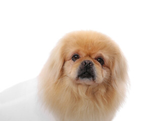 Cute Pekingese dog on white background, closeup