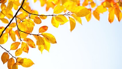 Fototapeta premium Bright yellow autumn leaves on branches against a light sky