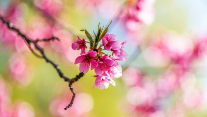 Obraz premium Delicate pink cherry blossoms bloom in soft spring light