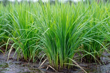Obraz premium Lush green rice paddy field in rural area, growing plants, agriculture