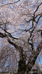 Sakura Landscape: The Beauty of Cherry Blossoms in Full Bloom in Japan