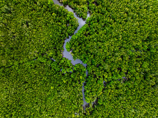 Drone view Mangrove forest trees in Thailand