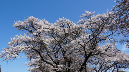 Naklejka premium Sakura Landscape: The Beauty of Cherry Blossoms in Full Bloom in Japan