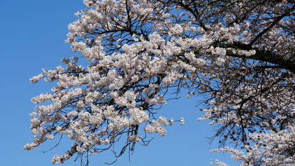 Sakura Landscape: The Beauty of Cherry Blossoms in Full Bloom in Japan