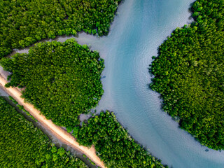 Drone view Mangrove forest trees in Thailand