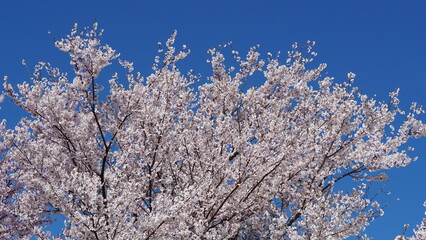 Sakura Landscape: The Beauty of Cherry Blossoms in Full Bloom in Japan