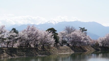 Naklejka premium Sakura Landscape: The Beauty of Cherry Blossoms in Full Bloom in Japan