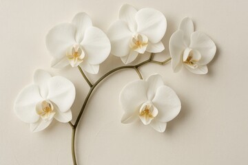 Fototapeta premium Minimalist white orchid petals creating organic abstract pattern on soft neutral background