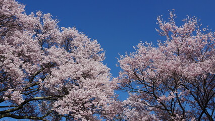 The Pink Cherry Blossoms of Takaoka: A Springtime Beauty in Nagano, Japan