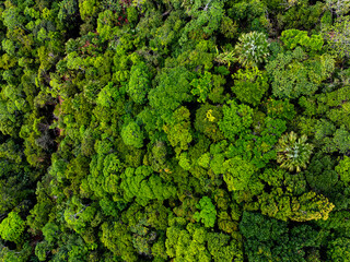 High angle view mountains rainforest green background