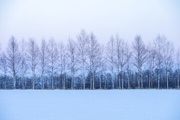 Birch forest in winter at dusk