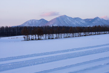 Windbreaks and the Shikaribetsu Mountains