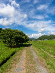 田園に立つ栗の木
