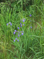 Wild Iris setosa or bristle-pointed iris with blue flowers on green grass background on Iturup, Kuril islands