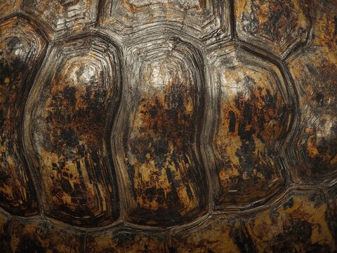 texture of a turtle