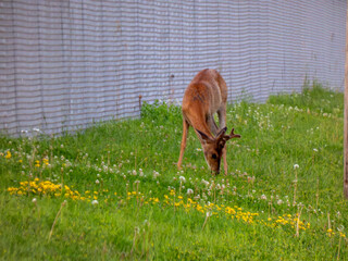 A white-tailed buck grazing by a fence
