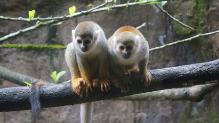 squirrel monkey - ukumarí Zoo