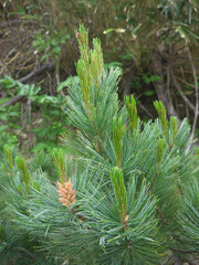 Fresh green Siberian dwarf pine Female or seed cones 